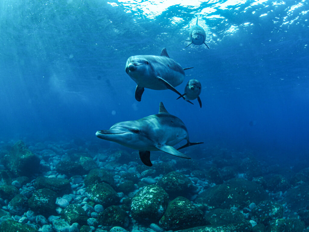 御蔵島　ドルフィンスイム